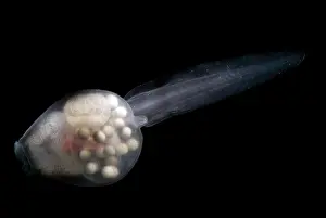 Eggs Prints: Anotheca spinosa tadpole
