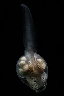Eggs Prints: Anotheca spinosa tadpole