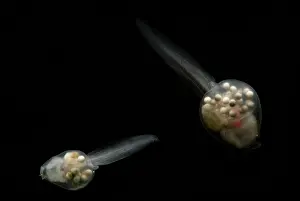 Eggs Prints: Anotheca spinosa tadpole