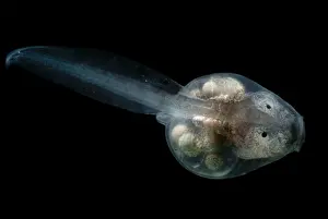 Central Prints: Anotheca spinosa tadpole