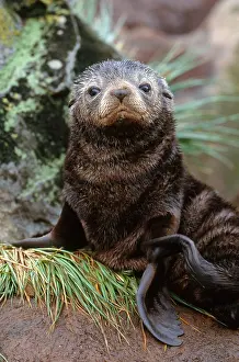 Face Prints: Antarctic Fur Seal