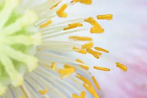 Nature Prints: Anthers of Poppy flower