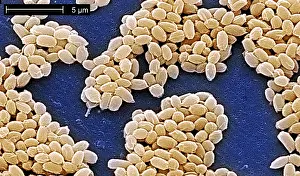 Bacteria Prints: Anthrax spores