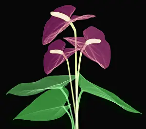 Angiosperm Prints: Anthurium Flowers, X-ray