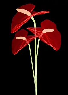 Angiosperm Prints: Anthurium Flowers, X-ray