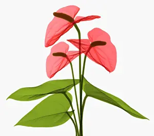 Angiosperm Prints: Anthurium Flowers, X-ray