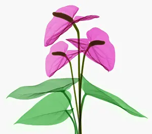 Angiosperm Prints: Anthurium Flowers, X-ray