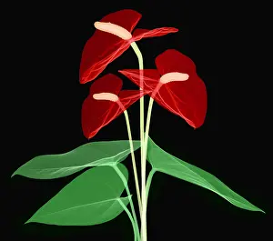 Angiosperm Prints: Anthurium Flowers, X-ray