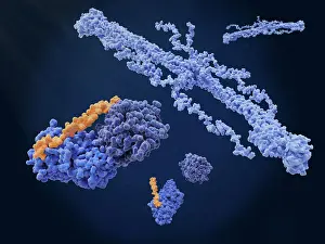 Blood Prints: Anti-thrombosis: heparin blocks the activation of fibrinogen to fibrin