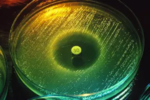 Research Prints: Antibiotic in culture dish
