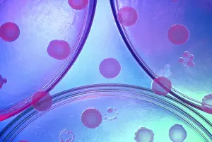 Research Prints: Antibiotic research