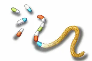 Gram Prints: Antibiotic Resistant Bacteria, Illustration