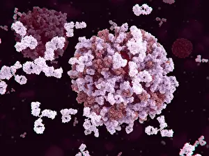 Virus Prints: Antibodies binding to an influenza virus