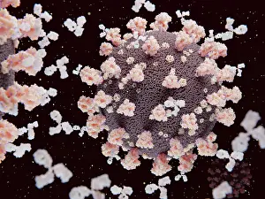 Virus Prints: Antibodies binding and neutralizing coronaviruses SARS-CoV-2