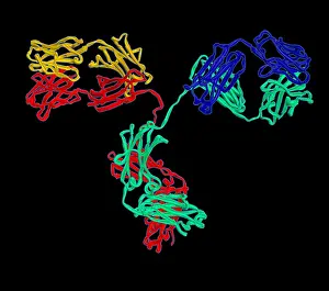 Heavy Prints: Antibody, Molecular Model