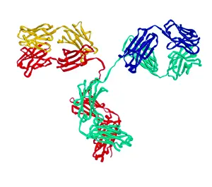 Heavy Prints: Antibody, Molecular Model