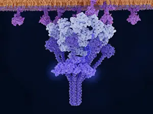 Infection Prints: Antigen-bound IgM activates the C1 complex
