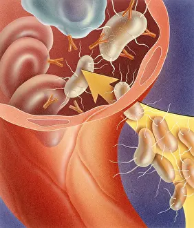 2003 Prints: Antigens and antibodies