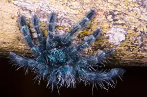 Versicolor Prints: Antilles Pinktoe Tarantula