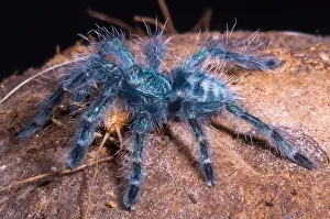 Behavior Prints: Antilles Pinktoe Tarantula