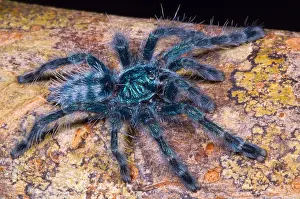 Versicolor Prints: Antilles Pinktoe Tarantula