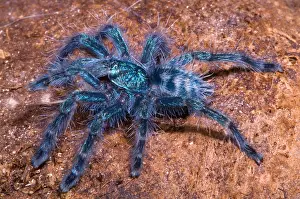 Insect Prints: Antilles Pinktoe Tarantula