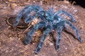 Predator Prints: Antilles Pinktoe Tarantula