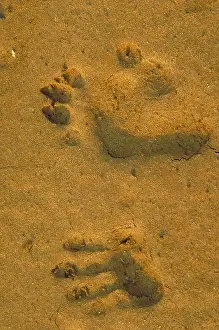 Misc 2 Prints: Anubis baboon footprints