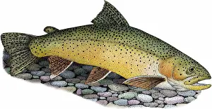State Prints: Apache trout