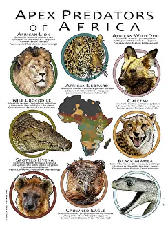 Lion Prints: Apex Predators of Africa