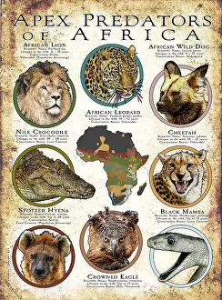 Spotted Prints: Apex Predators of Africa