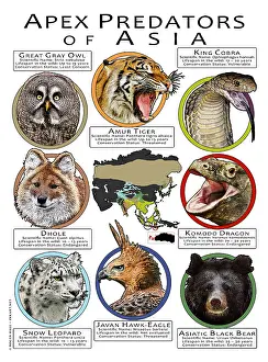 Dragon Prints: Apex Predators of Asia