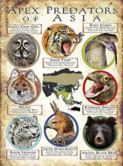 Dragon Prints: Apex Predators of Asia
