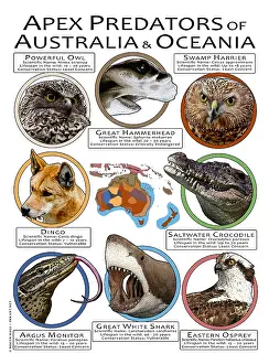 Great Prints: Apex Predators of Australia & Oceania