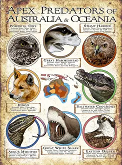 Great Prints: Apex Predators of Australia & Oceania