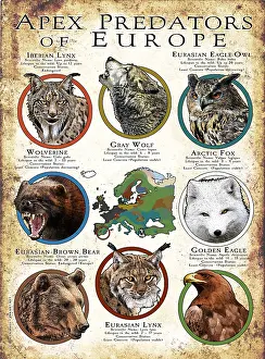 Bear Prints: Apex Predators of Europe