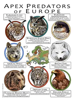 Bear Prints: Apex Predators of Europe
