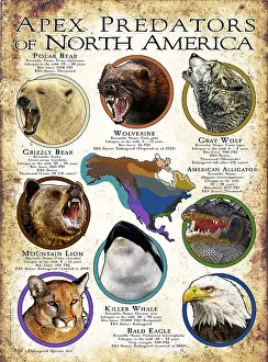 Bear Prints: Apex Predators of North America