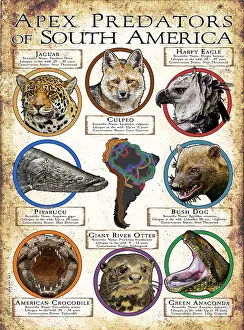 Predators Prints: Apex Predators of South America