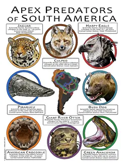 Predators Prints: Apex Predators of South America