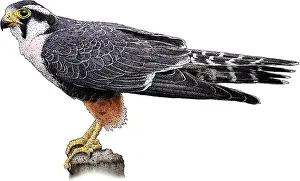 Hawk Prints: Aplomado falcon