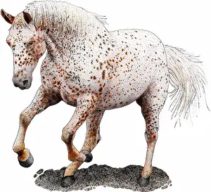 Spotted Prints: Appaloosa horse