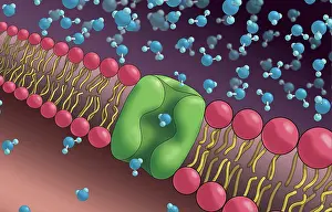 Selective Prints: Aquaporins, Illustration