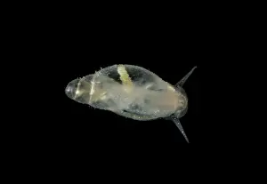 Stygobitic Prints: Aquatic Cave Snail