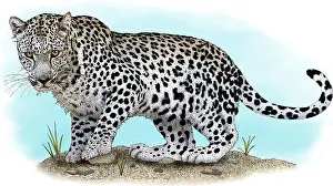 Arab Prints: Arabian leopard