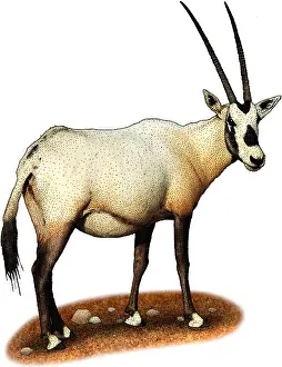 Arab Prints: Arabian Oryx, Illustration