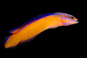 Arab Prints: Arabian Pseudochromis