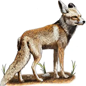 Arab Prints: Arabian red fox