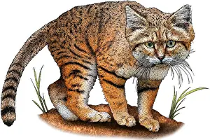 Arab Prints: Arabian sand cat
