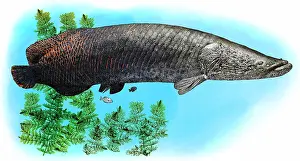 Fish Prints: Arapaima